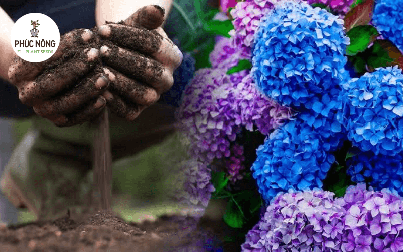 Chuẩn bị đất trồng hoa cẩm tú cầu tơi xốp