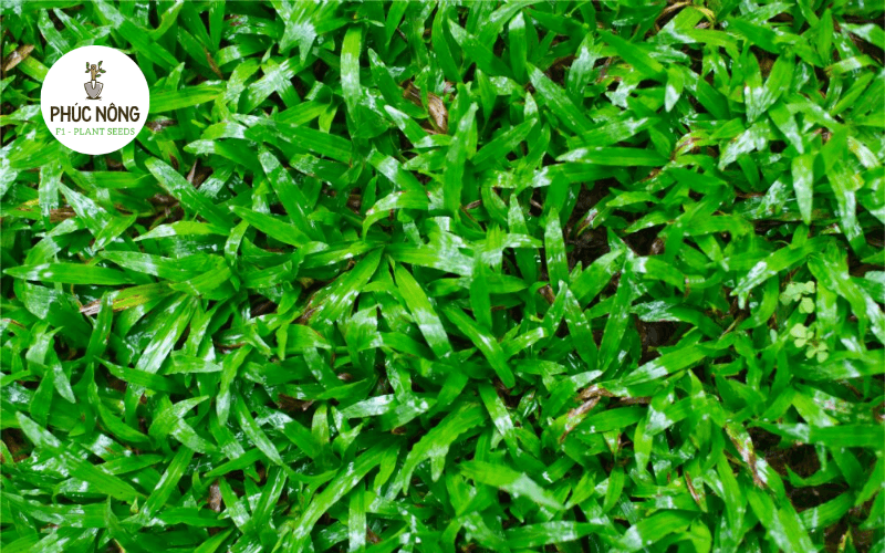 Cỏ lá gừng Thái trồng sân vườn tạo thảm xanh