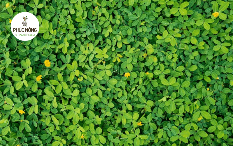 Cỏ lạc trồng làm cảnh với hoa vàng và thảm lá xanh