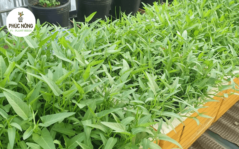 Đảm bảo ánh sáng phù hợp khi trồng rau muống