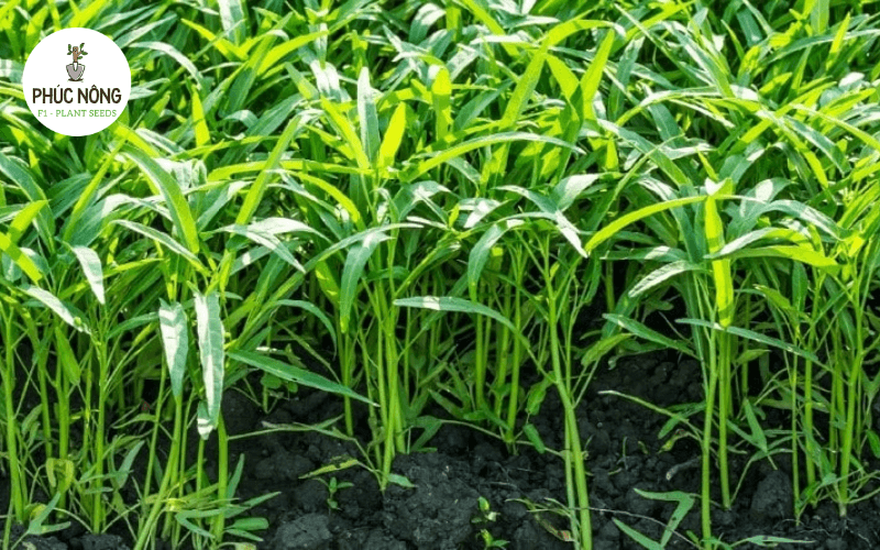 Hạt giống rau muống dùng để gieo trồng tại nhà