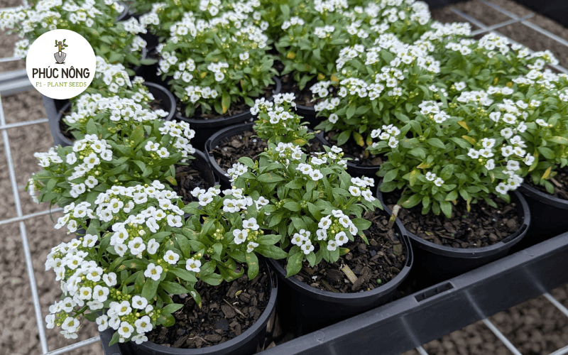 Hoa alyssum nở thành cụm nhỏ vào mùa lạnh