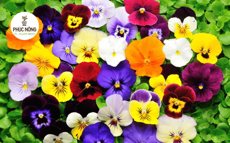 Hoa viola nhiều màu phù hợp trồng mùa đông