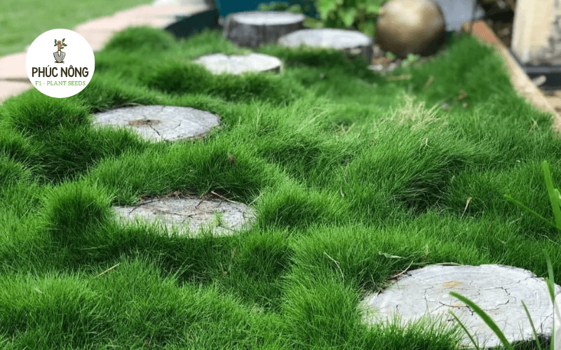 Lưu ý khi chọn cỏ trồng cảnh phù hợp cho sân vườn
