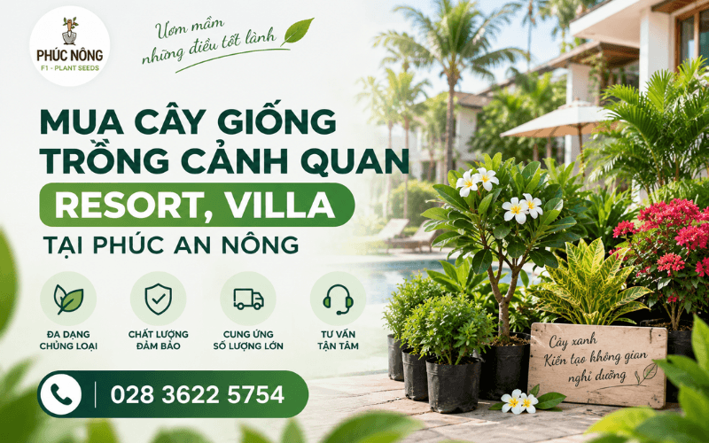 Mua cây giống cây cảnh trồng Resort, Villa tại Phúc An Nông