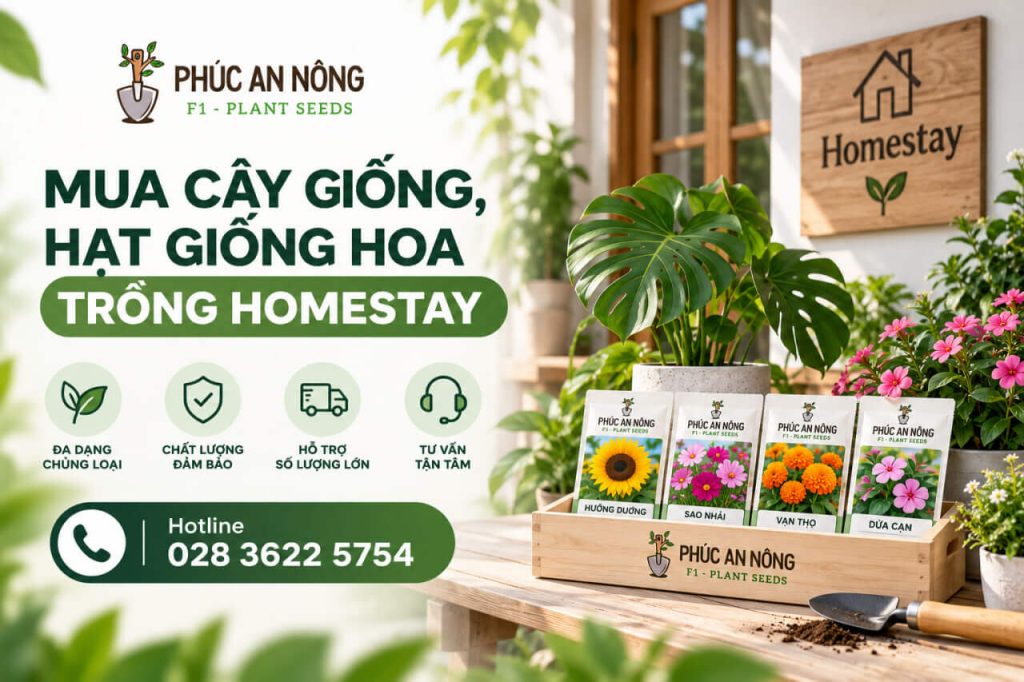 Mua cây giống và hạt giống hoa trồng homestay tại Phúc An Nông