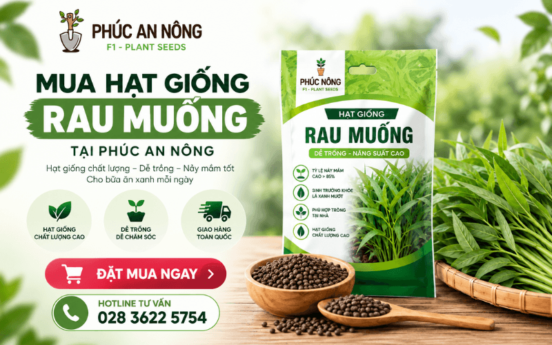 Mua hạt giống rau muống tại Phúc An Nông