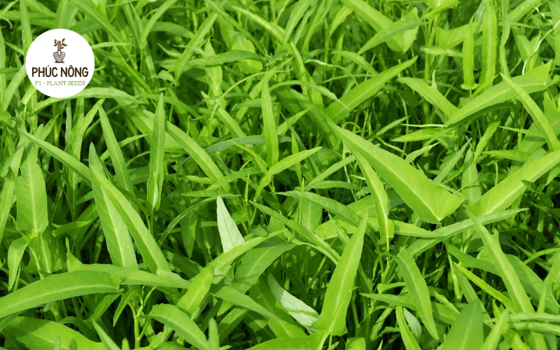 Rau muống dễ trồng vào mùa mưa