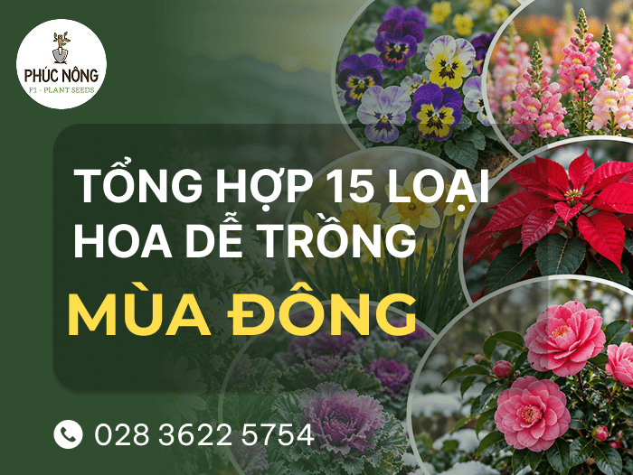 Top 15 loài hoa nở mùa đông dễ trồng, dễ chăm sóc