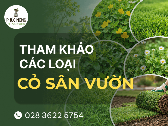 tổng hợp 6 loại cỏ trồng sân vườn, trồng thảm cỏ đẹp
