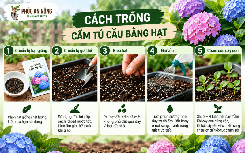 Cách trồng hoa cẩm tú cầu bằng hạt tại nhà