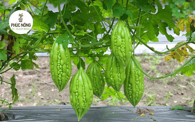 Giàn khổ qua trồng vào mùa mưa