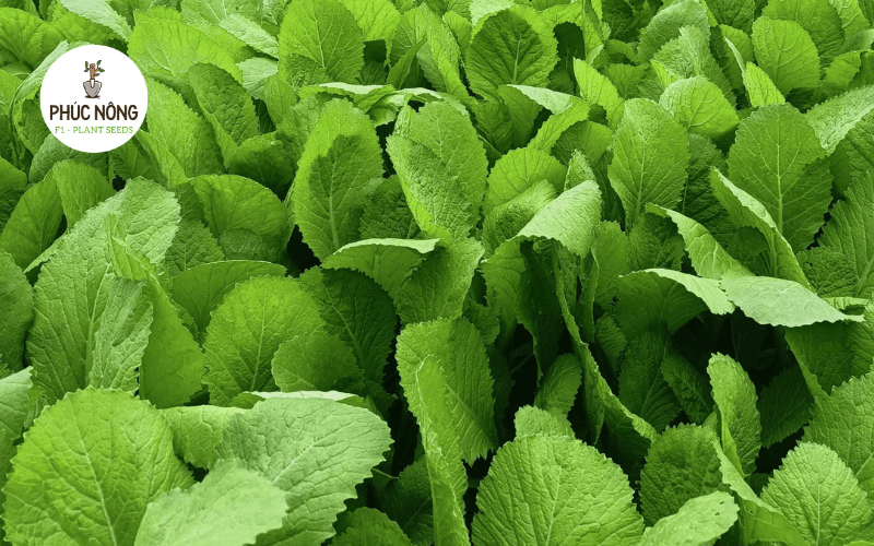 Rau cải xanh trồng trong mùa mưa
