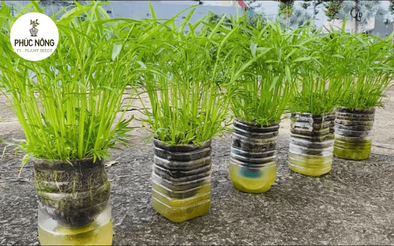 Cách trồng rau muống bằng chai nhựa tại nhà