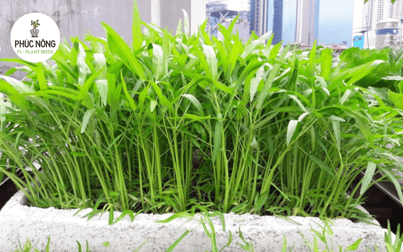 Cách trồng rau muống bằng thùng xốp tại nhà
