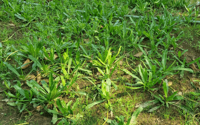 Rau ngò gai dễ trồng vào mùa mưa
