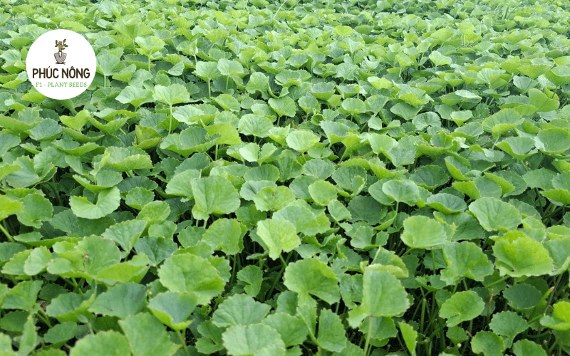 Rau má phù hợp trồng vào mùa mưa