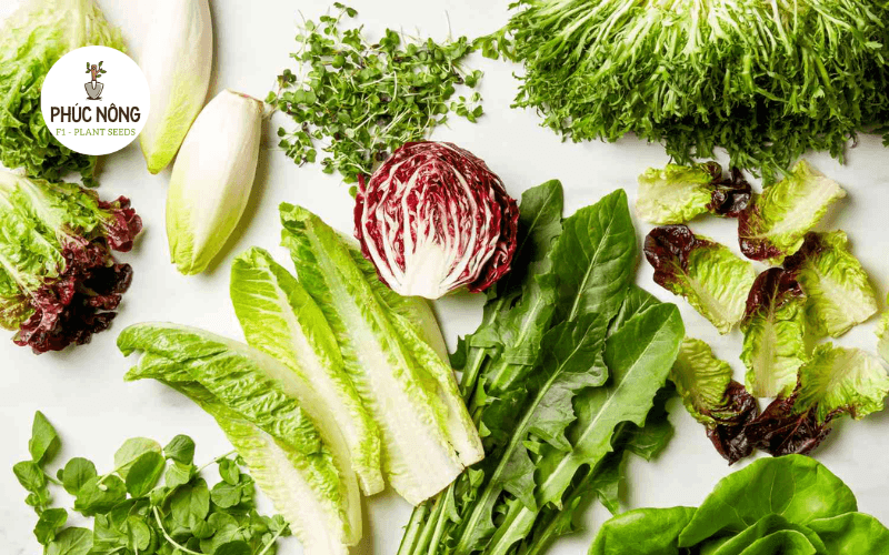 Các loại rau xà lách phổ biến như xà lách xoăn, lá xanh, lá đỏ và Romaine