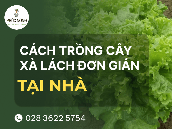 cách trồng xà lách tại nhà đơn giản, ai cũng trồng được