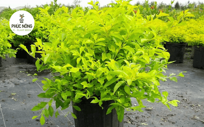 Cây chuỗi ngọc trồng thành hàng rào xanh trang trí cảnh quan công trình