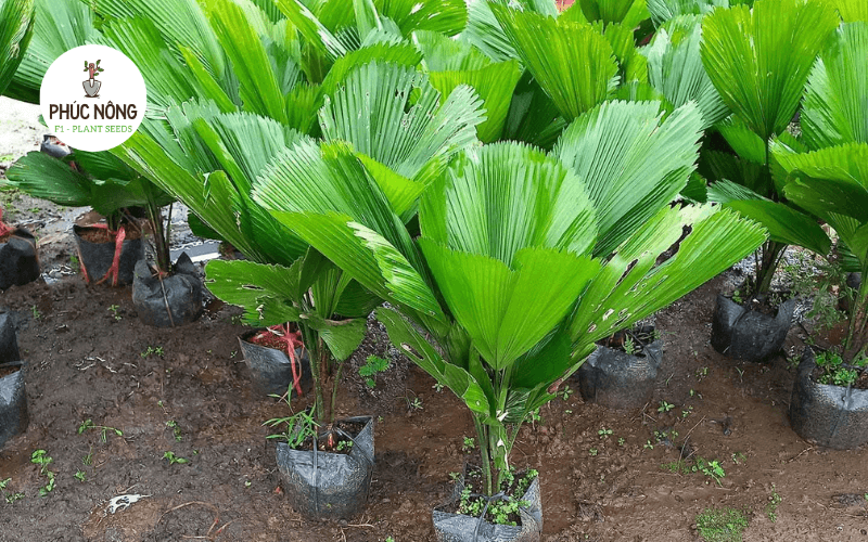 Cây cọ Nhật với tán lá hình quạt trang trí sân vườn