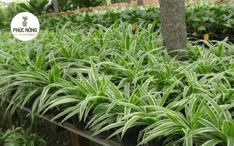 Cây lan chi lá sọc xanh trắng trồng trang trí sân vườn
