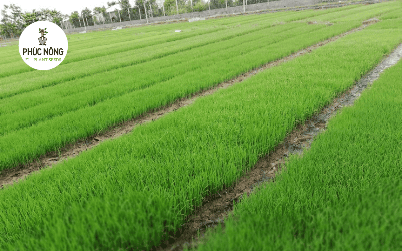 Chia luống đất trồng rau sau thu hoạch để chuẩn bị gieo hạt vụ mới