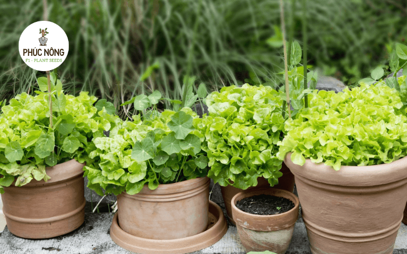 Cách chuyển cây xà lách con sang chậu trồng khi có lá thật