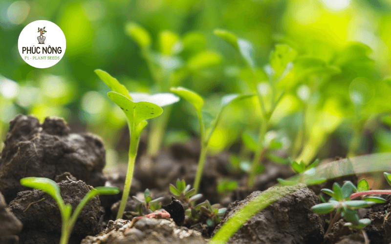 Phân biệt hạt giống thuần chủng và hạt giống organic hữu cơ