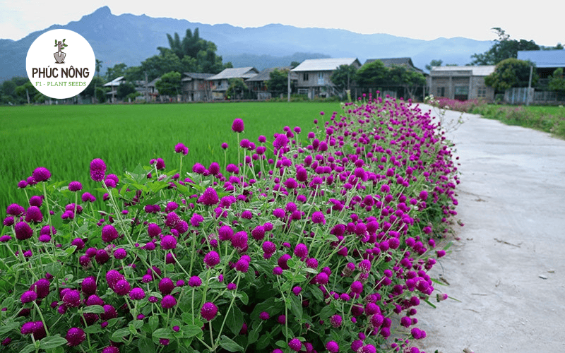 Hoa cúc nút áo trồng thành cụm trang trí bồn hoa công trình