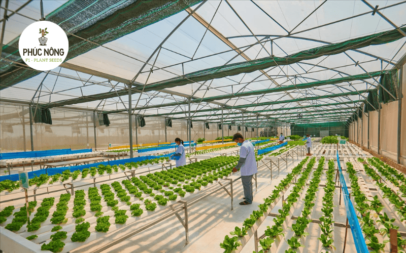 Lựa chọn vị trí đất phù hợp để xây dựng trang trại rau cho doanh nghiệp