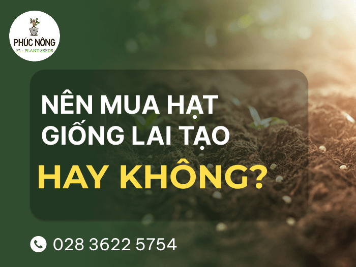 nên mua hạt giống lai tạo hay hạt giống thuần chủng