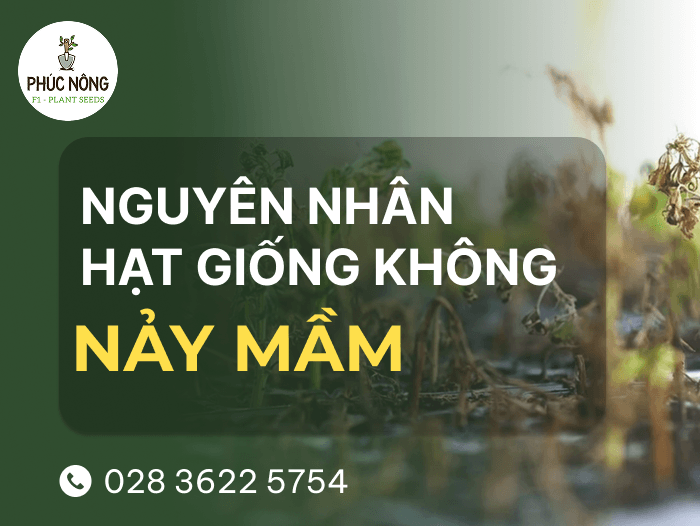 các nguyên nhân và cách xử lý khi gặp trường hợp hạt giống không nảy mầm