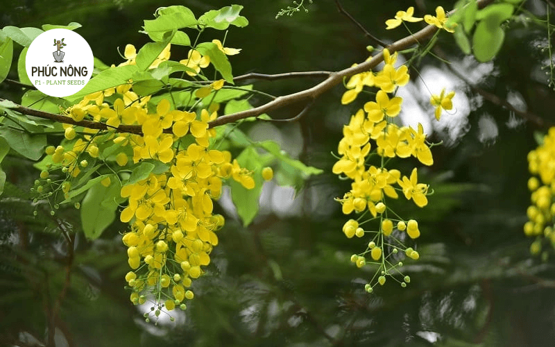 Cây osaka vàng với những chùm hoa vàng rủ trong sân vườn