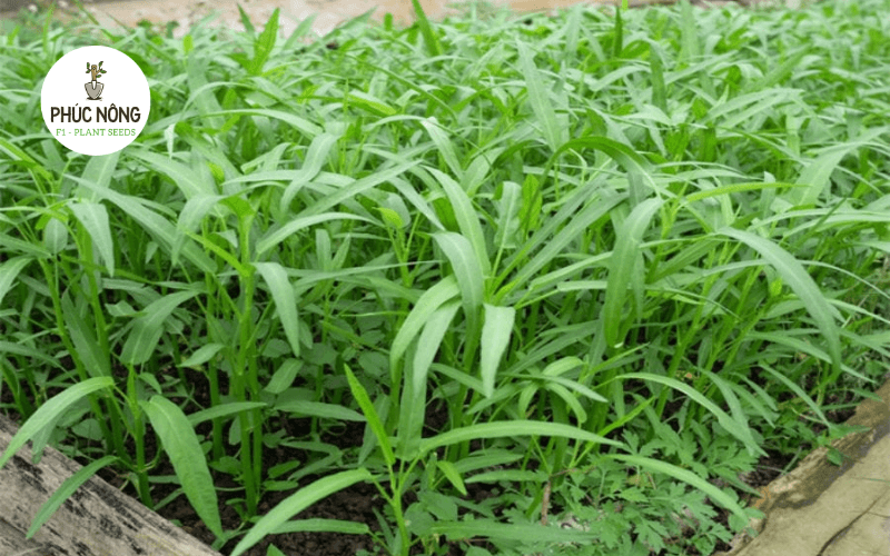 Rau muống trồng vào mùa xuân phát triển xanh tốt