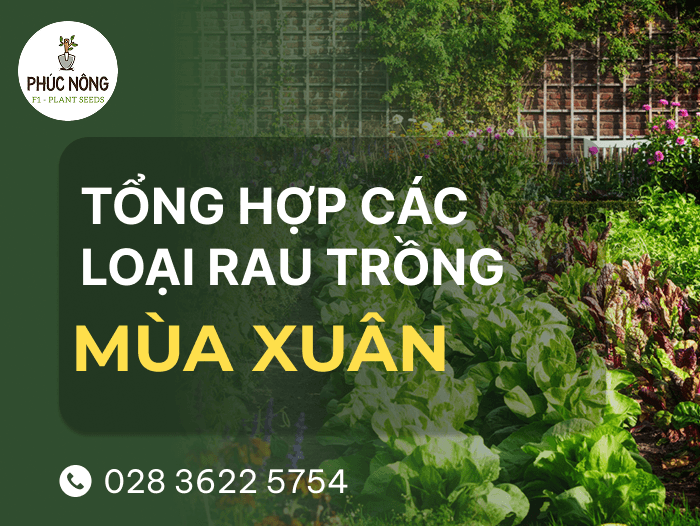 tổng hợp 10 loại rau trồng vào mùa xuân