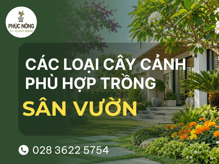 Các loại cây trồng sân vườn biệt thự, nhà phố đẹp và dễ chăm sóc