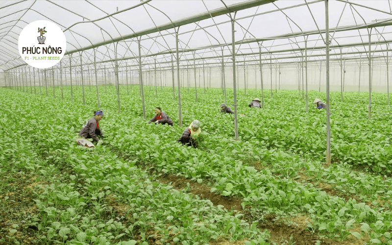 Nhân viên chăm sóc và thu hoạch rau tại trang trại phục vụ bếp ăn doanh nghiệp